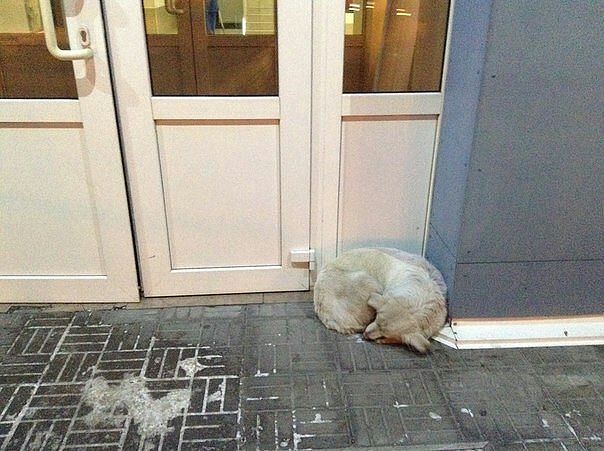 Замерзает собака у гостиницы Воздушная гавань у аэропорта
