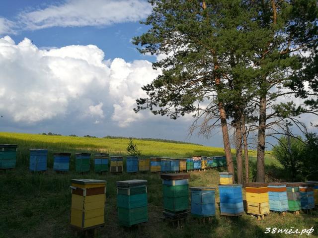 Мёд и продукты пчеловодства с семейной пасеки